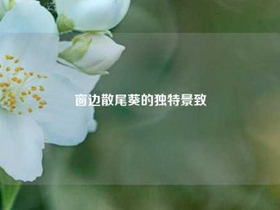窗边散尾葵的独特景致