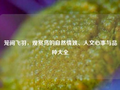 笼间飞羽，观赏鸟的自然情致、人文心事与品种大全