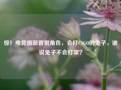 惊！电竞圈新晋狠角色，会打CSGO的兔子，谁说兔子不会打架？