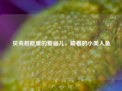 贝壳相框里的爱丽儿，藏着的小美人鱼