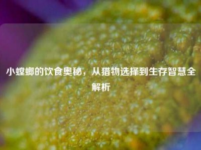 小螳螂的饮食奥秘，从猎物选择到生存智慧全解析
