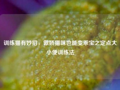 训练猫有妙招，傲娇猫咪也能变乖宝之定点大小便训练法