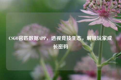CSGO官匹数据APP，透视竞技生态，解锁玩家成长密码
