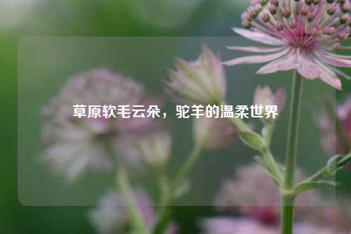 草原软毛云朵，驼羊的温柔世界
