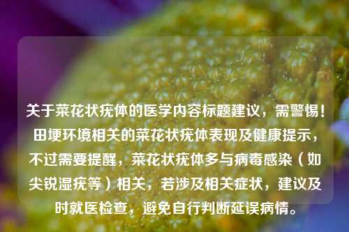 关于菜花状疣体的医学内容标题建议，需警惕！田埂环境相关的菜花状疣体表现及健康提示，不过需要提醒，菜花状疣体多与病毒感染（如尖锐湿疣等）相关，若涉及相关症状，建议及时就医检查，避免自行判断延误病情。